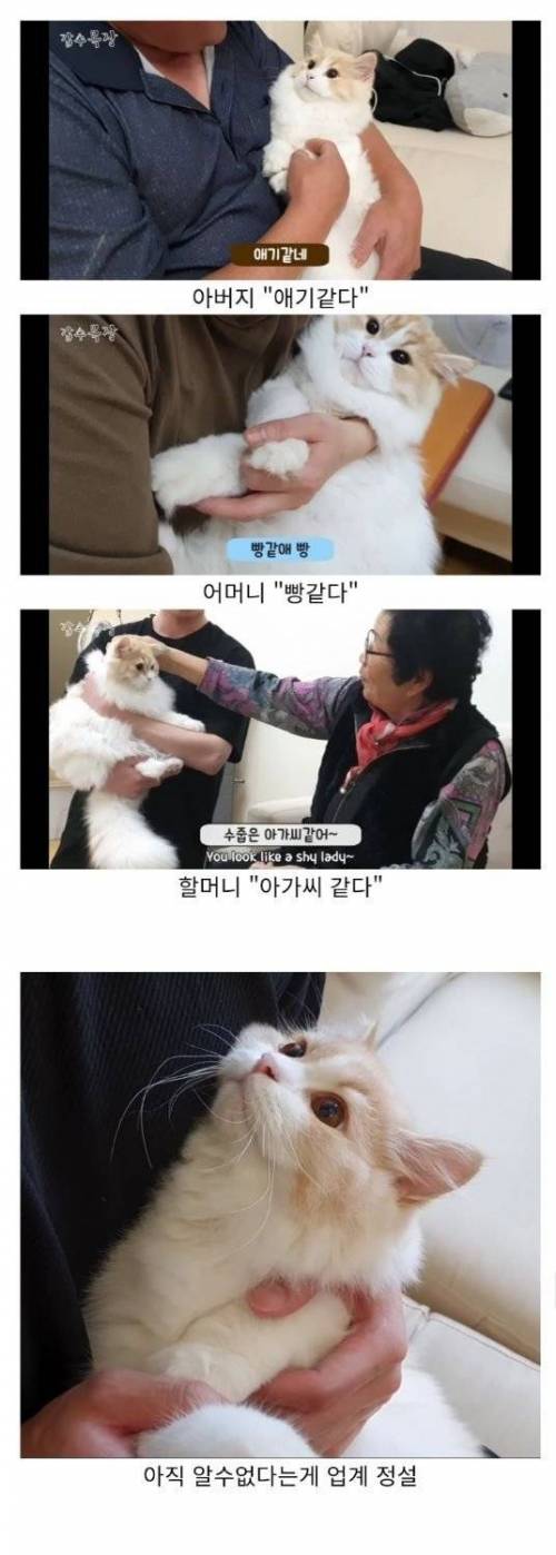정체를 알수없어 사람마다 의견이 분분한 생물.jpg