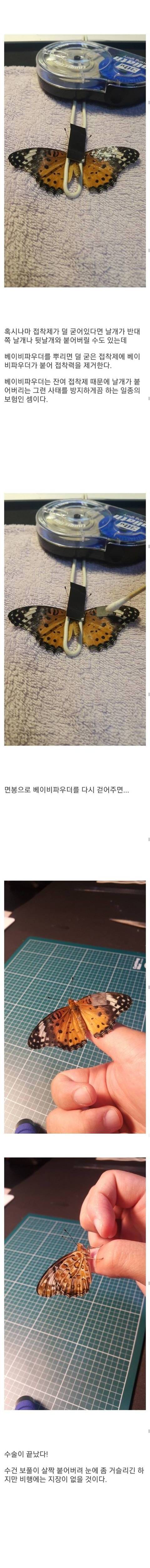 [스압] 부러진 나비날개 고쳐준 디씨인.jpg