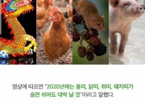 2020년에 대박 난다는 띠.jpg