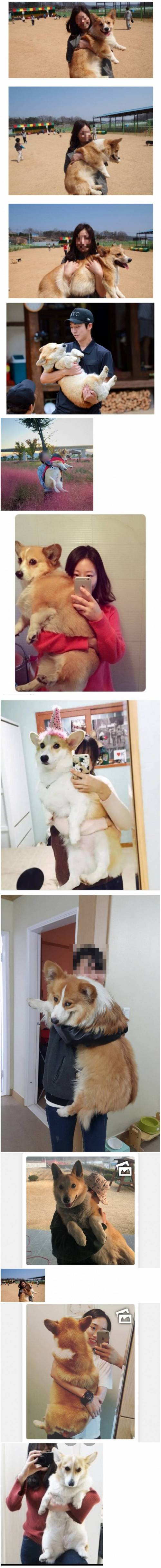 웰시코기 실제 크기.jpg