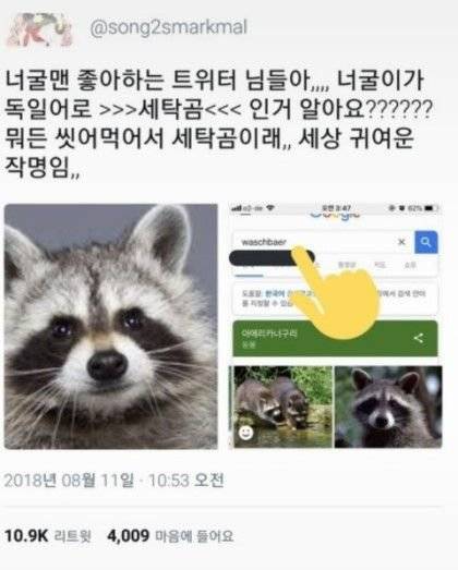 독일어로 너구리.jpg