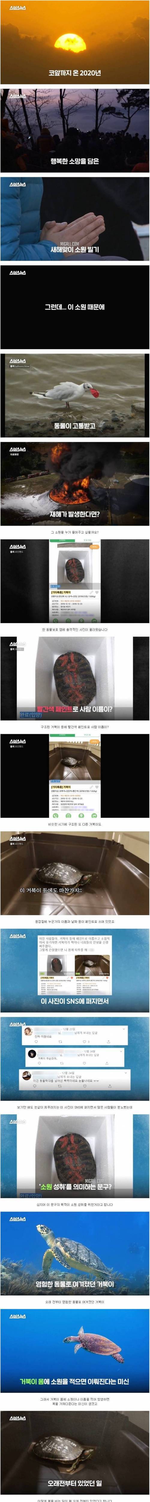 [스압] 사람의 소원 때문에 고통받는 거북이들.jpg