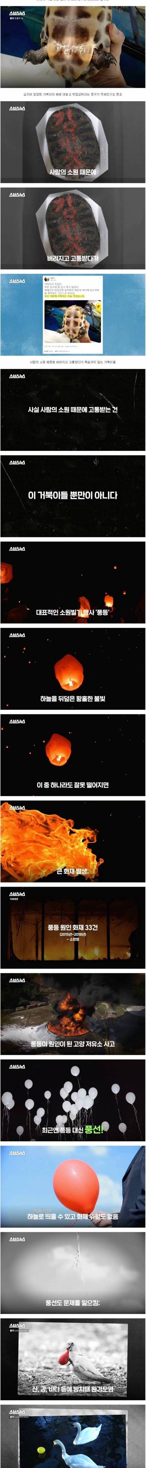 [스압] 사람의 소원 때문에 고통받는 거북이들.jpg