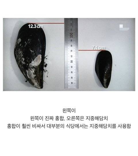 [스압] 많은 사람들이 속으면서 먹고 있는 해산물.jpg