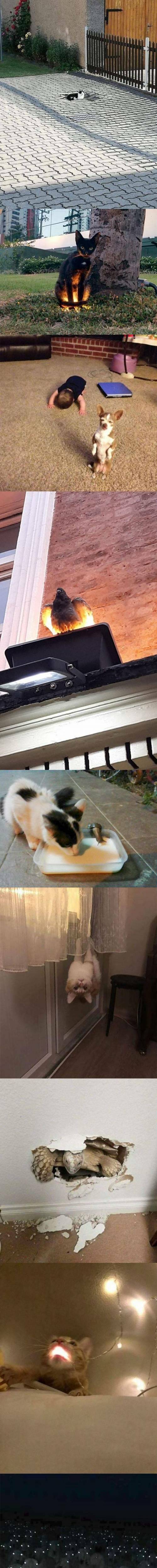 [스압] 정체불명 동물짤 모음.jpg