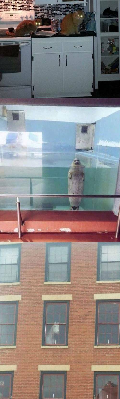 [스압] 정체불명 동물짤 모음.jpg
