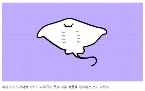 [스압] 강아지와 고양이는 거울 속 자신을 알아볼까?