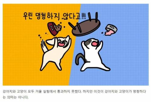 [스압] 강아지와 고양이는 거울 속 자신을 알아볼까?