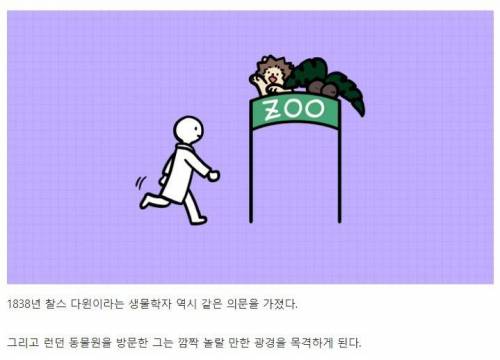 [스압] 강아지와 고양이는 거울 속 자신을 알아볼까?