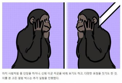 [스압] 강아지와 고양이는 거울 속 자신을 알아볼까?