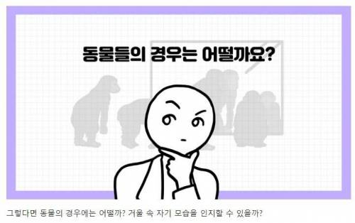 [스압] 강아지와 고양이는 거울 속 자신을 알아볼까?