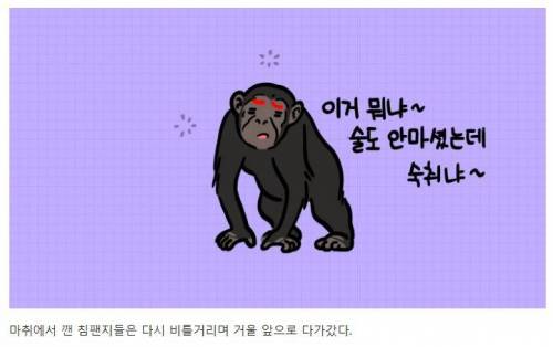 [스압] 강아지와 고양이는 거울 속 자신을 알아볼까?