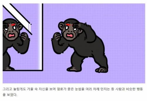 [스압] 강아지와 고양이는 거울 속 자신을 알아볼까?