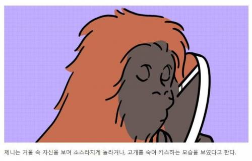 [스압] 강아지와 고양이는 거울 속 자신을 알아볼까?