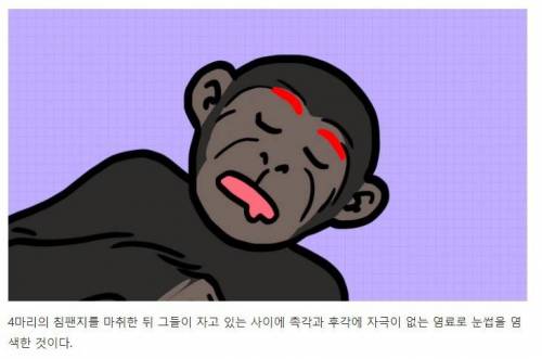 [스압] 강아지와 고양이는 거울 속 자신을 알아볼까?