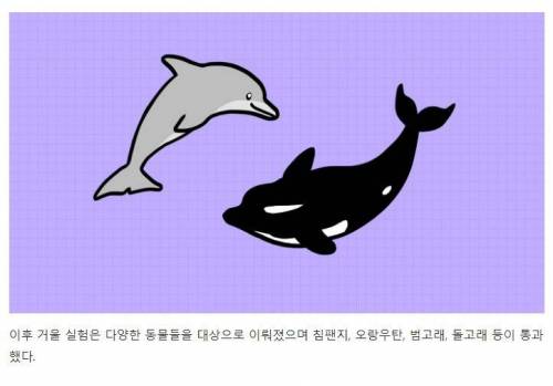 [스압] 강아지와 고양이는 거울 속 자신을 알아볼까?