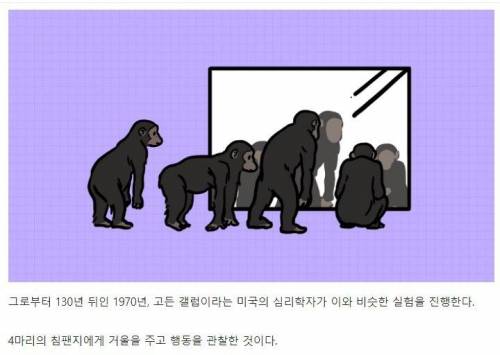 [스압] 강아지와 고양이는 거울 속 자신을 알아볼까?