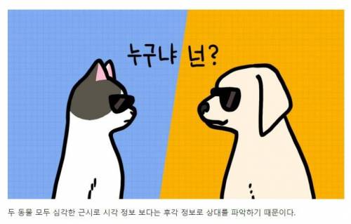 [스압] 강아지와 고양이는 거울 속 자신을 알아볼까?