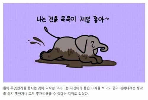 [스압] 강아지와 고양이는 거울 속 자신을 알아볼까?