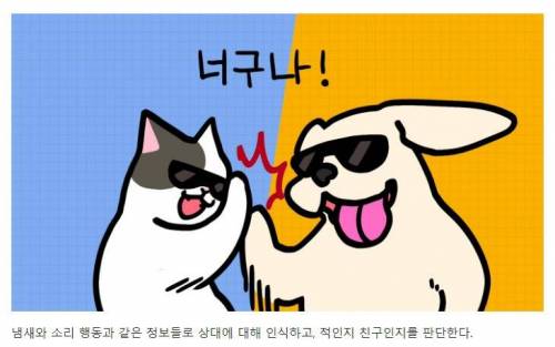 [스압] 강아지와 고양이는 거울 속 자신을 알아볼까?