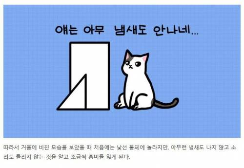 [스압] 강아지와 고양이는 거울 속 자신을 알아볼까?