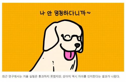 [스압] 강아지와 고양이는 거울 속 자신을 알아볼까?