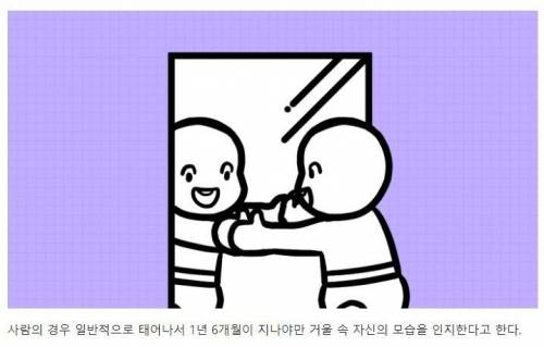 [스압] 강아지와 고양이는 거울 속 자신을 알아볼까?