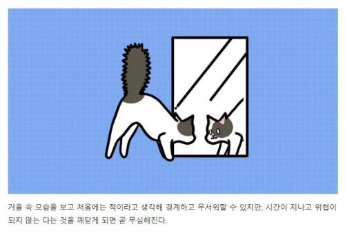 [스압] 강아지와 고양이는 거울 속 자신을 알아볼까?