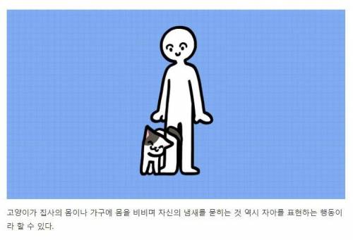 [스압] 강아지와 고양이는 거울 속 자신을 알아볼까?