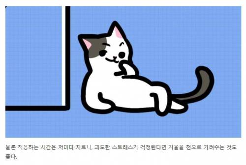 [스압] 강아지와 고양이는 거울 속 자신을 알아볼까?