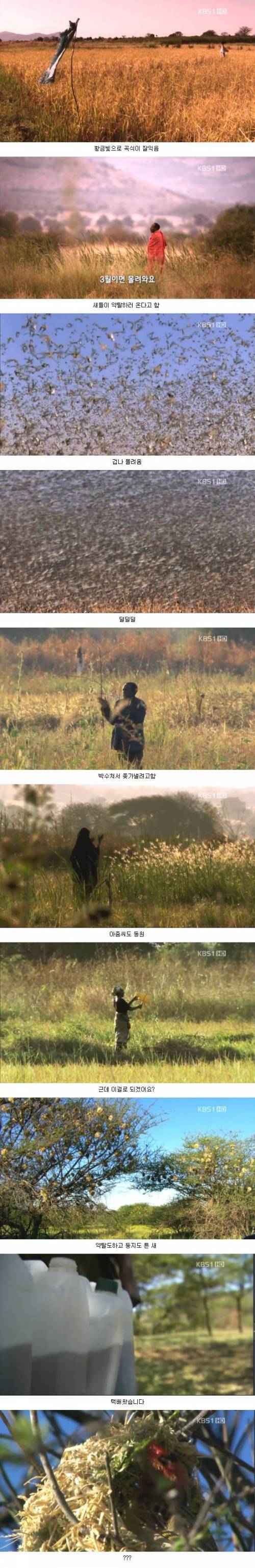 [스압] 효율좋은 아프리카식 농사법