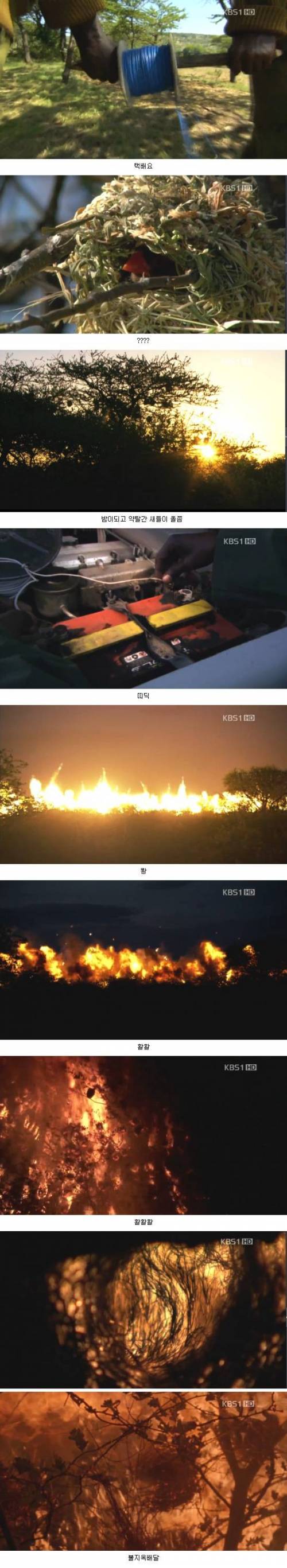 [스압] 효율좋은 아프리카식 농사법
