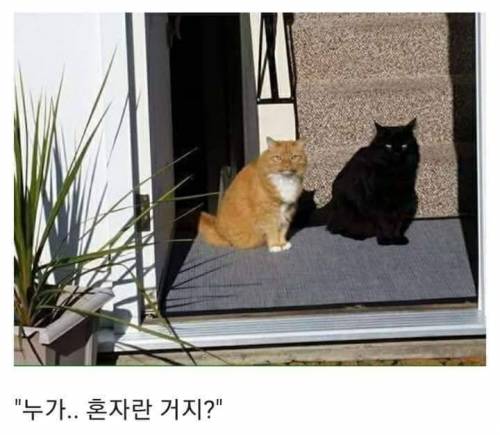 "..어이가 없군. 네놈 혼자 우릴 막을 셈인가?"