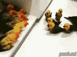 조폭들의 구역 싸움.gif