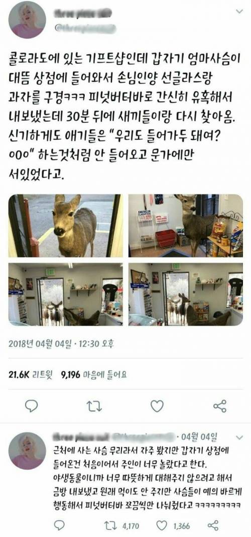 어느 상점에 난입한 사슴.jpg