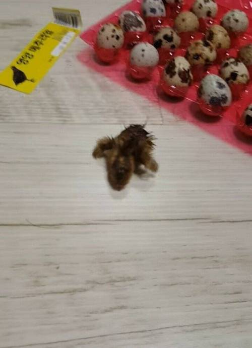 메추리 알에서 메추리 나옴.jpg
