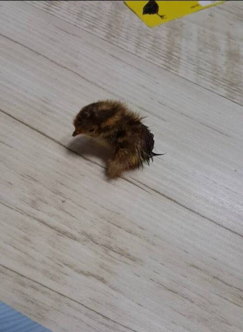 메추리 알에서 메추리 나옴.jpg