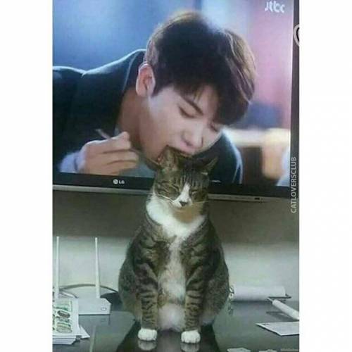 절묘한 고양이 위치선정.jpg