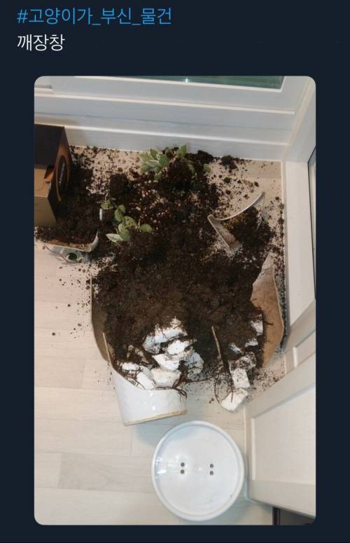 [스압] 어느집 냥아치들의 업적(스압)