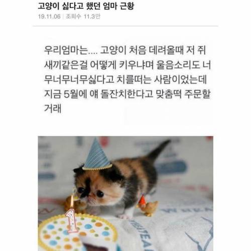 고양이 싫다고 했던 엄마.jpg
