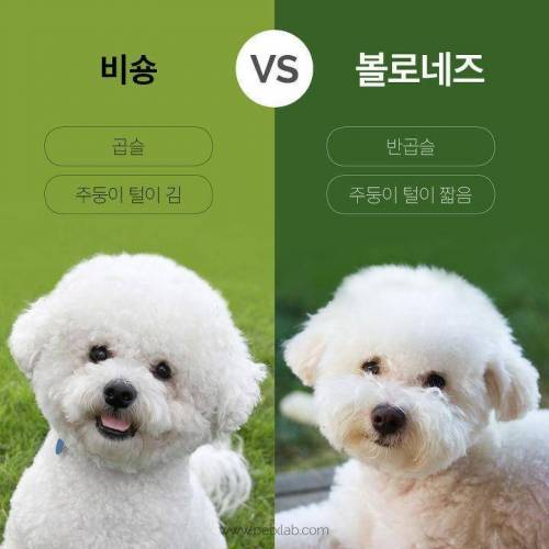 비슷한 견종 구별 방법.jpg
