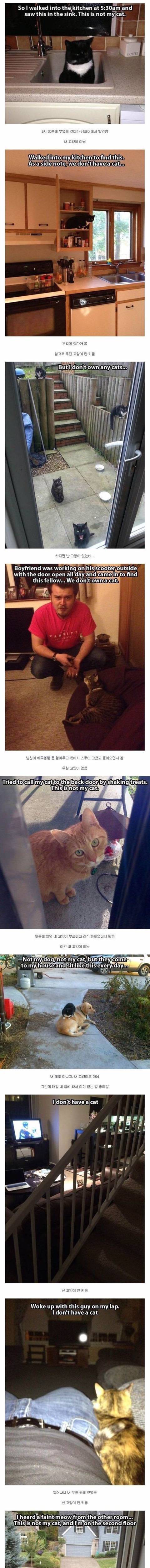 [스압] 고양이 안키움.jpg