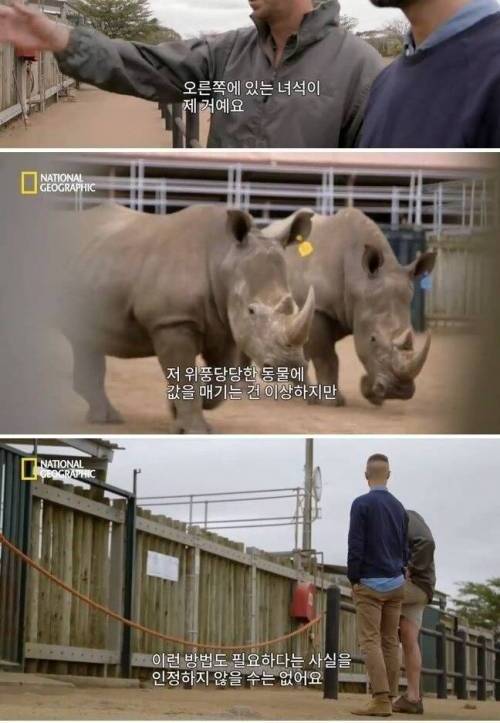 [스압] 코뿔소의 뿔을 자르는 이유 .jpg