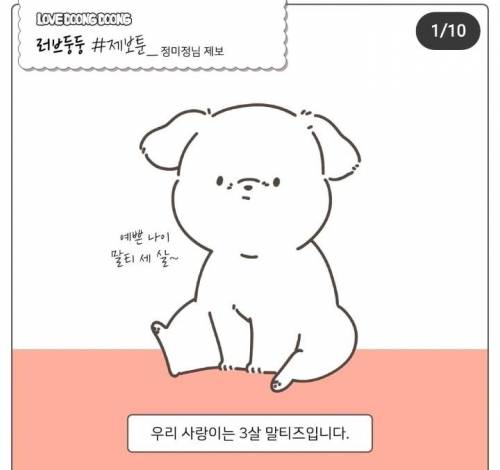 우리 사랑이는 세 살 말티즈입니다