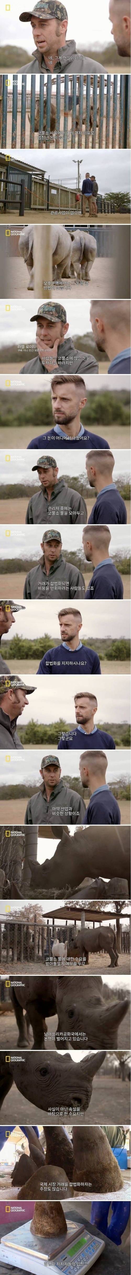[스압] 코뿔소의 뿔을 자르는 이유 .jpg