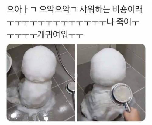 샤워하는 비숑.jpg