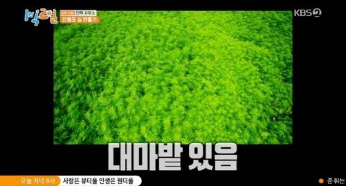 [스압] 대마를 실제로본 딘딘의 반응.jpg