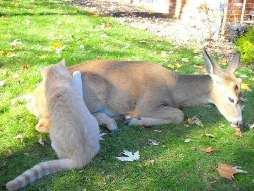 고양이 보러 매일오는 사슴.jpg