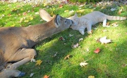 고양이 보러 매일오는 사슴.jpg