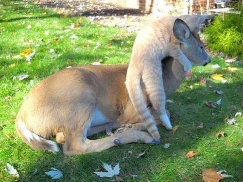 고양이 보러 매일오는 사슴.jpg